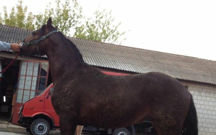 Zbiórka Nie dobija się dwuletnich koni - zdjęcie główne