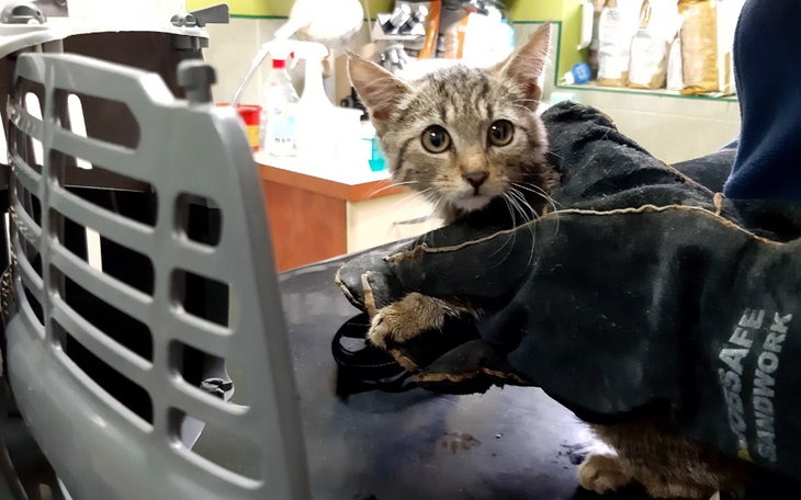 Zbiórka Na leczenie wiejskich dzikusków - zdjęcie główne