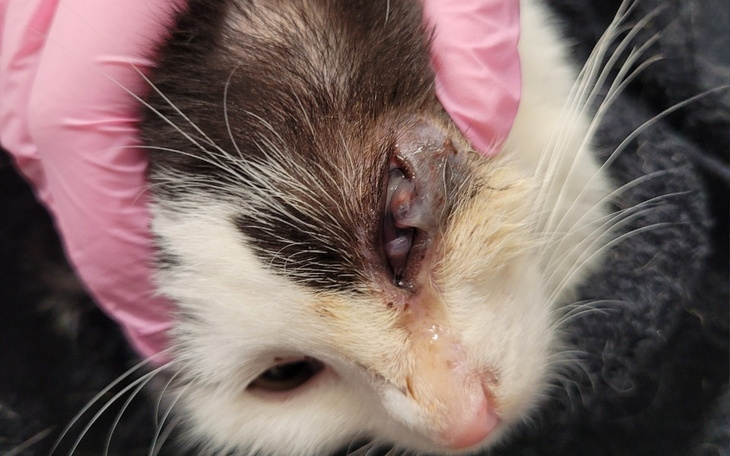 Zbiórka Pilna operacja oczka Malinki - zdjęcie główne