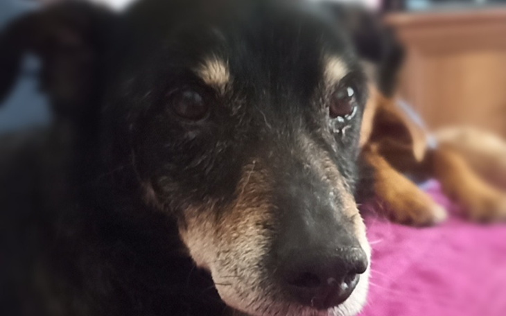 Zbiórka Dziadzio Portos-diagnostyka - zdjęcie główne