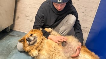 Zbiórka Pomoc dla Walentynki - miniaturka zdjęcia