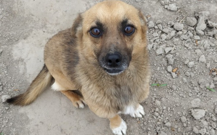 Zbiórka Franio potrzebuje wsparcia - zdjęcie główne