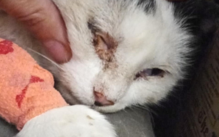 Zbiórka Śmiercionośne Combo - zdjęcie główne