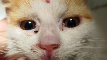 Zbiórka Samira zaczyna nowe życie - miniaturka zdjęcia