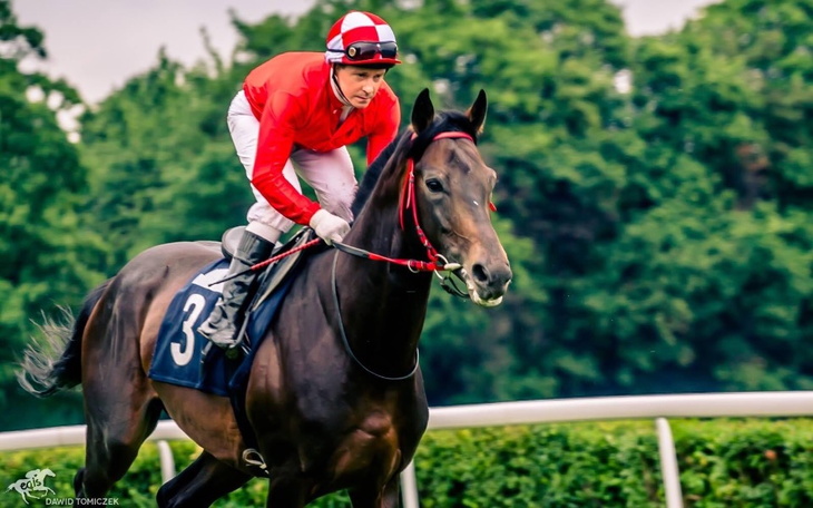 Jeździec na koniu wyścigowym na torze.