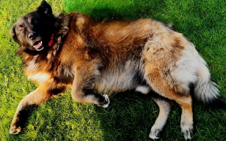 Pies leżący na trawie, z przyjaznym wyrazem twarzy.