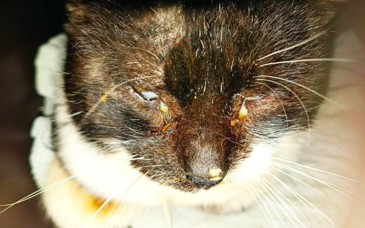 Zbiórka Bezdomny kot z uciętym ogonem - zdjęcie główne