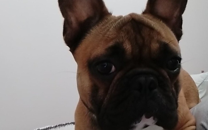 Zbiórka Operacja podniebienia miękkiego - zdjęcie główne