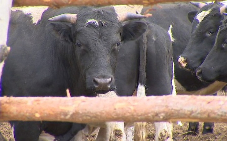 Zbiórka krowy z Deszczna - zdjęcie główne