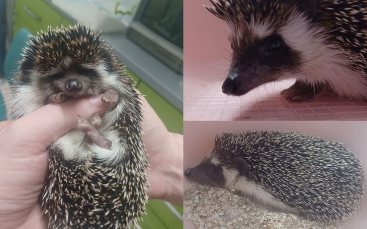 Zbiórka Diagnoza i leczenie Jeża - zdjęcie główne