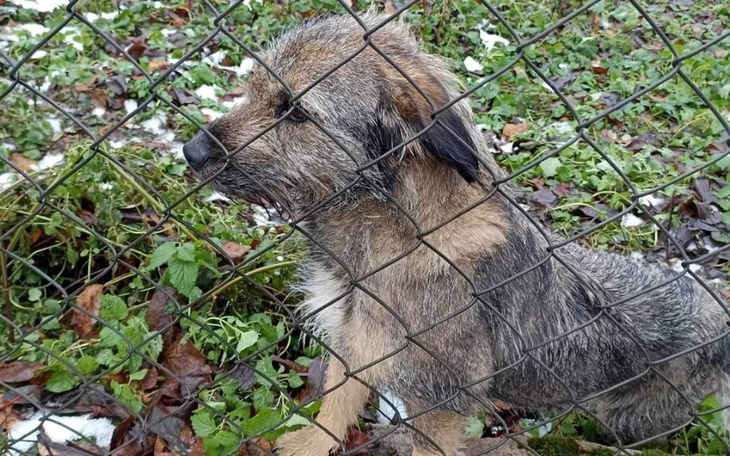 Pies za ogrodzeniem, wygląda na smutnego i zagubionego.