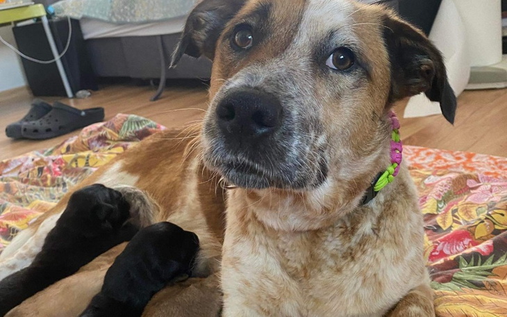 Zbiórka Na wykarmienie szczeniąt - zdjęcie główne