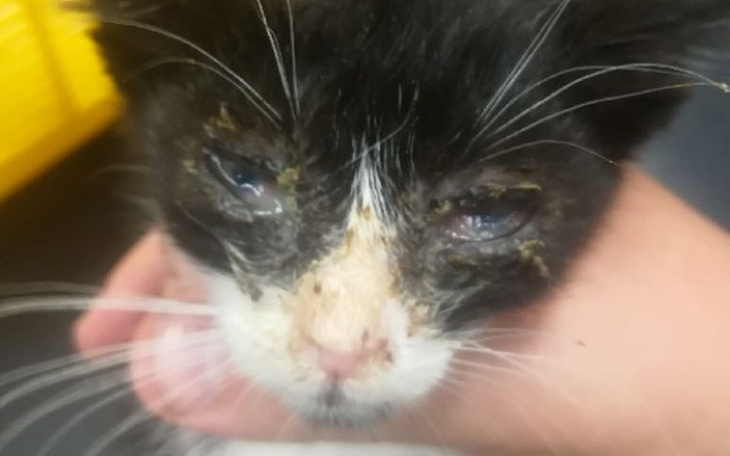 Zbiórka Ratunek dla Kruszynki - zdjęcie główne