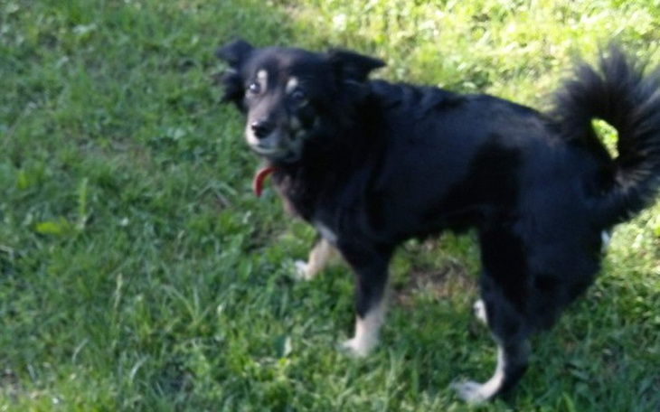 Zbiórka Przyczepka rowerowa dla psa - zdjęcie główne