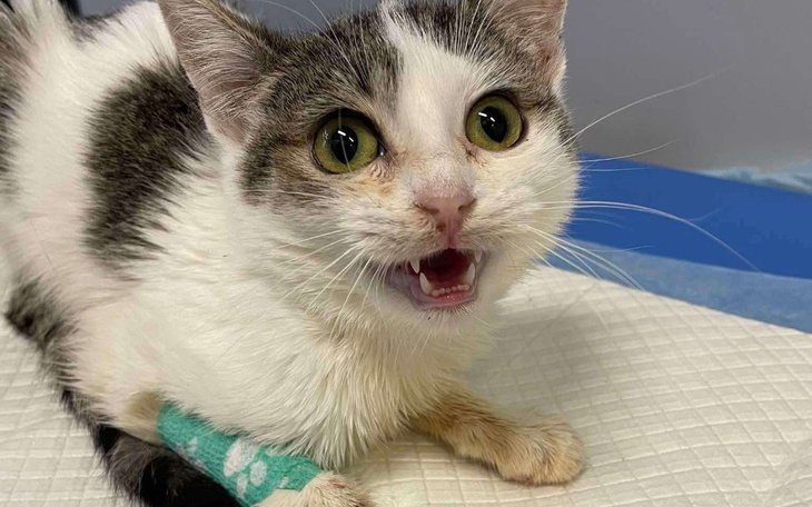 Zbiórka Łapki mnie nie słuchają - zdjęcie główne