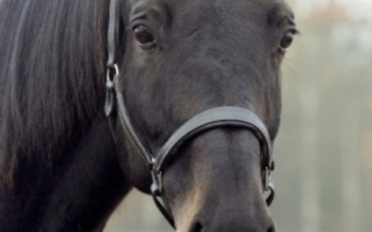 Zbiórka Marzenie, które mam od dziecka - zdjęcie główne