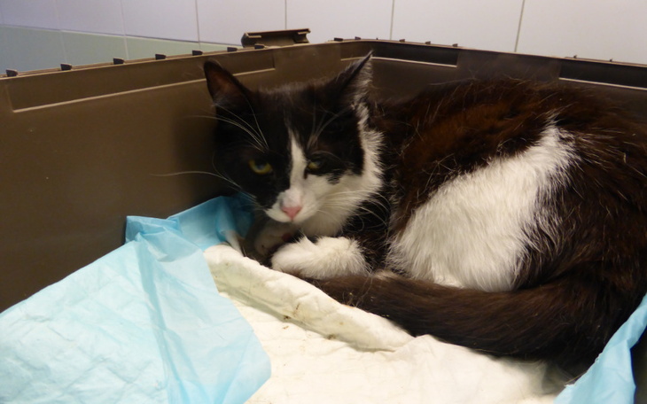 Zbiórka Bez Twojej pomocy umrę... - zdjęcie główne