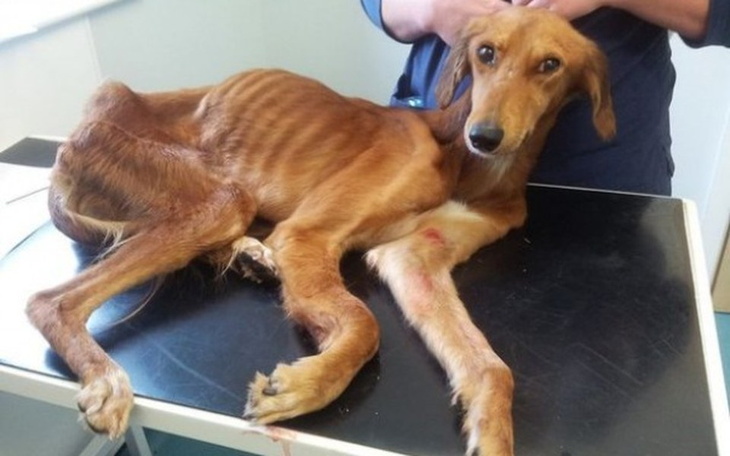 Zbiórka Zbiórka dla Bruna - zdjęcie główne