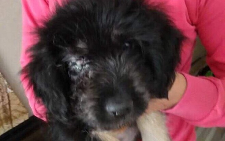 Zbiórka Szczeniaczek z chorym oczkiem - zdjęcie główne