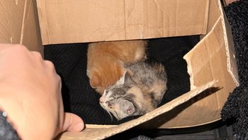 Zbiórka Poki i Lima chore maleństwa - miniaturka zdjęcia