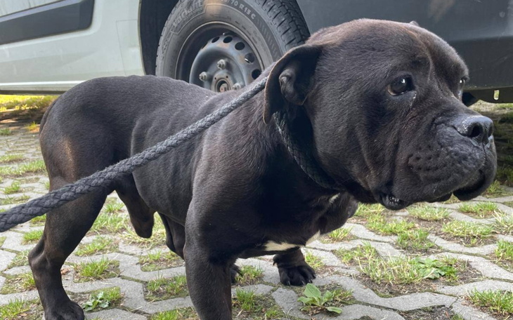 Czarny pies na smyczy, stojący na trawie obok samochodu.