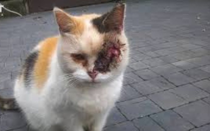 Zbiórka schronisko kotów - zdjęcie główne