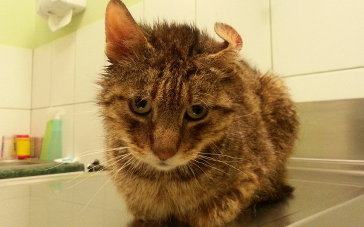 Kot z uszami w kształcie rogu, siedzący na stole.