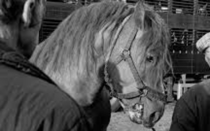 Zbiórka Targi końskie Stare Pole - zdjęcie główne