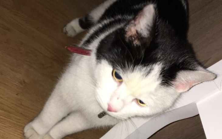 Zbiórka Manieczek ze złamana miednica - zdjęcie główne