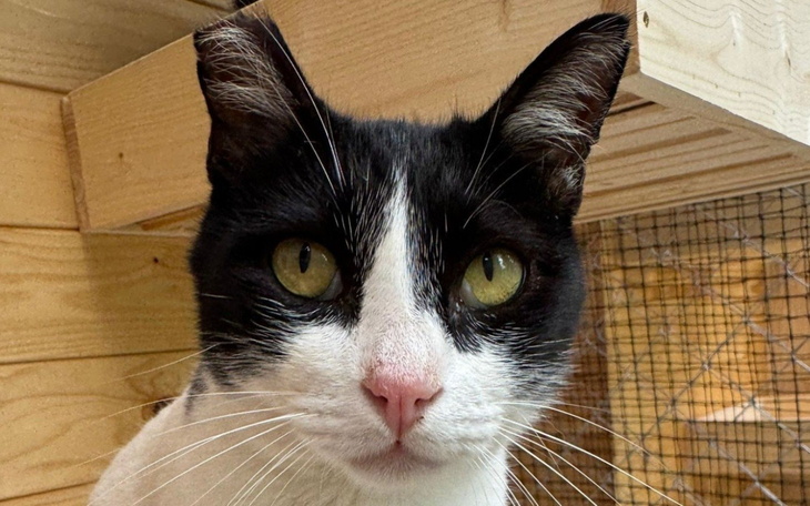 Czarnobiały kot z zielonymi oczami w drewnianym otoczeniu.