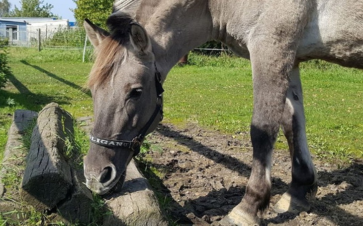 Zbiórka Leczenie Pająka - zdjęcie główne