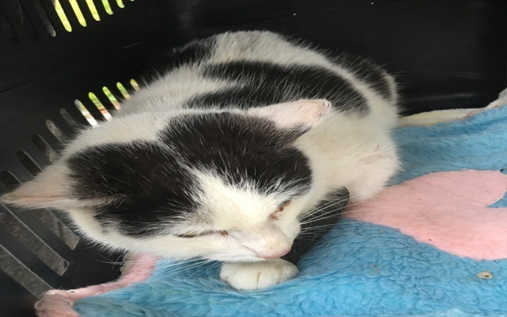 Zbiórka Leczenie potraconej kotki - zdjęcie główne