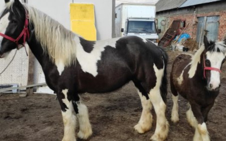 Zbiórka Mama z córką - zdjęcie główne