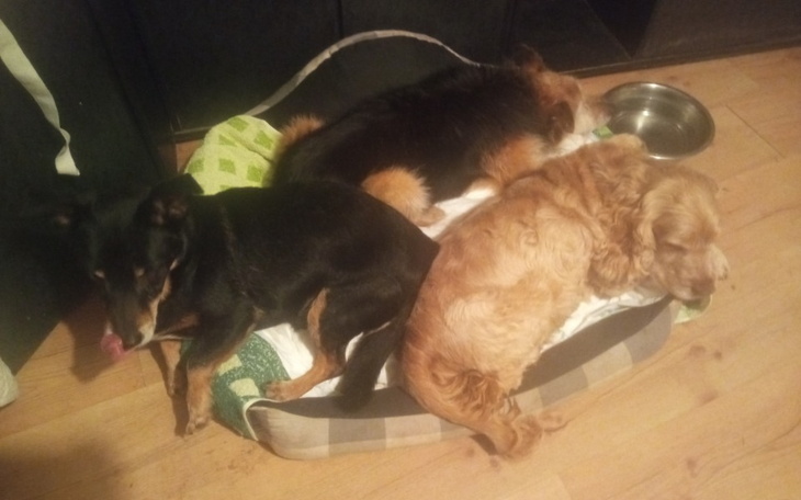 Zbiórka Na piesowóz dla staruszków - zdjęcie główne