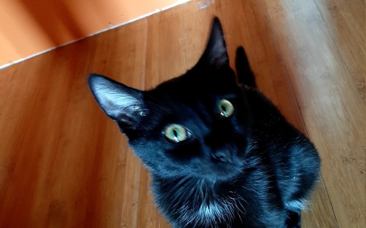 Zbiórka Leczenie Fip lucyfera - zdjęcie główne