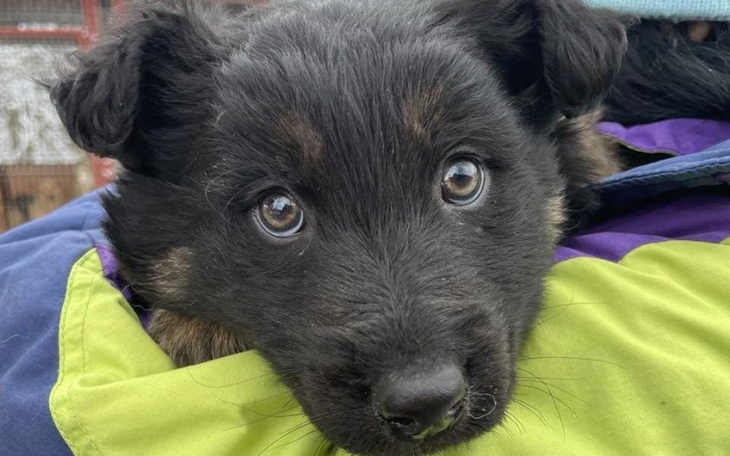 Zbiórka Na operację złamanej łapki. - zdjęcie główne