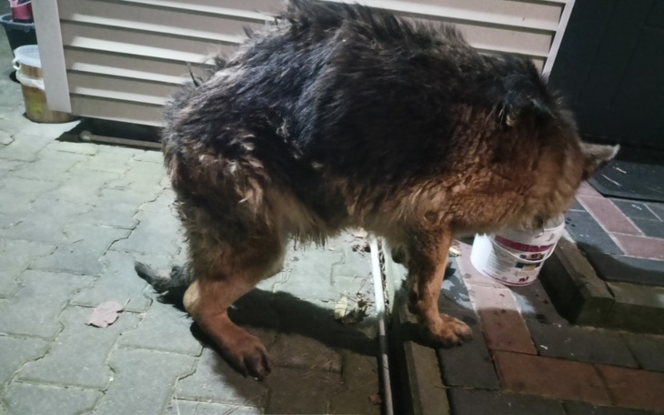 Zbiórka Pomoc Dla Suni z Bełchatów - zdjęcie główne