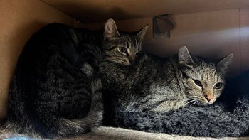 Zbiórka Maja i Olek w potrzebie - miniaturka zdjęcia