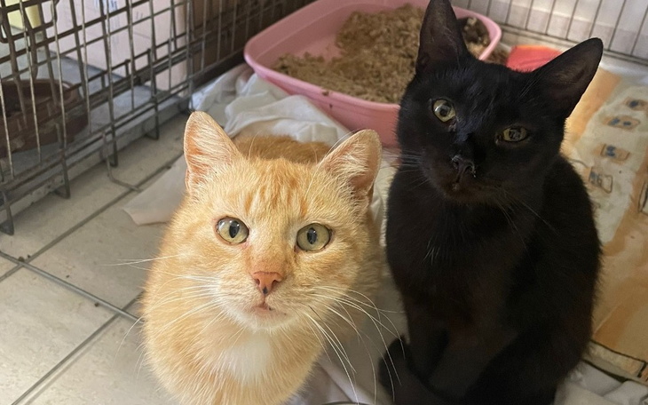 Zbiórka Pomóż nam kupić karmę - zdjęcie główne