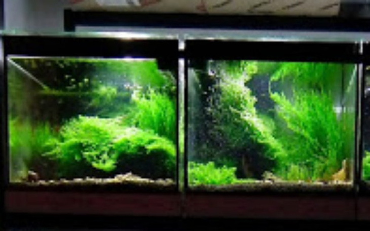 Zbiórka Akwa Projekt Krewetkarium Praca - zdjęcie główne
