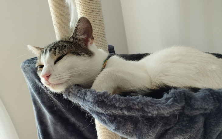 Zbiórka Opieka weterynaryjna Kajtka - zdjęcie główne