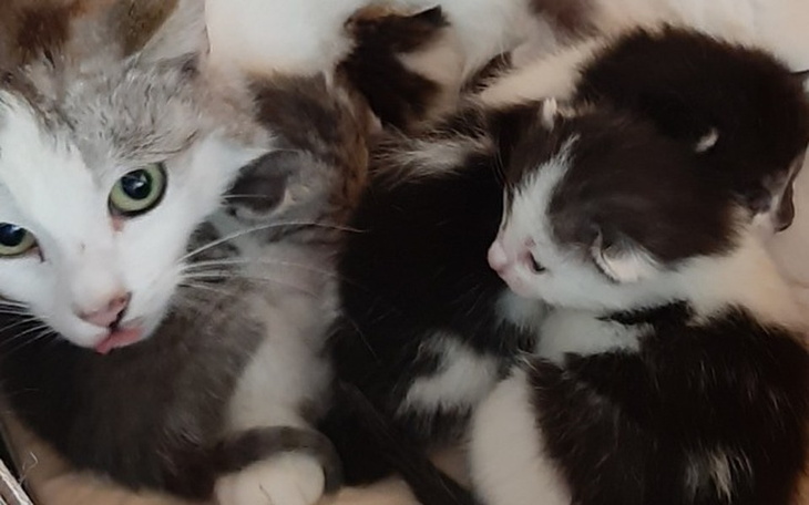 Zbiórka Na kociaki i ich mamusie - zdjęcie główne