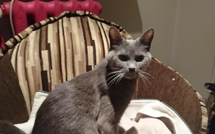 Szary kot siedzący na kanapie, z wyrazem twarzy.