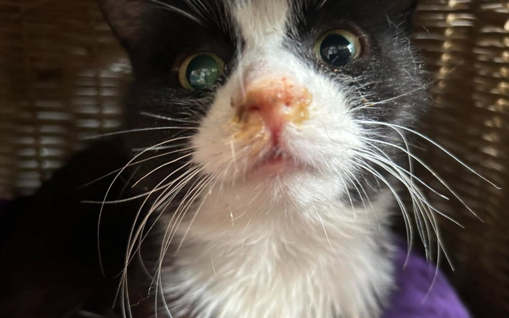 Zbiórka Utrzymanie Kociakowa- maj 2023 - zdjęcie główne