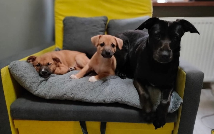 Zbiórka Dla TOZ Radzionków od Przyjaciół - zdjęcie główne