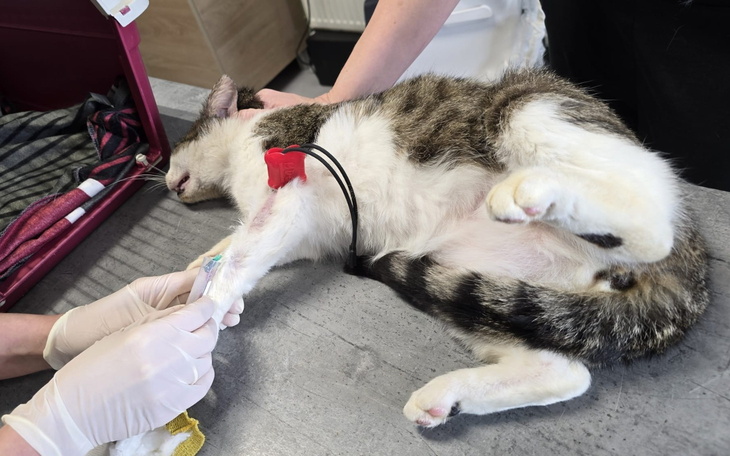 Kot w trakcie leczenia, potrzebujący wsparcia.