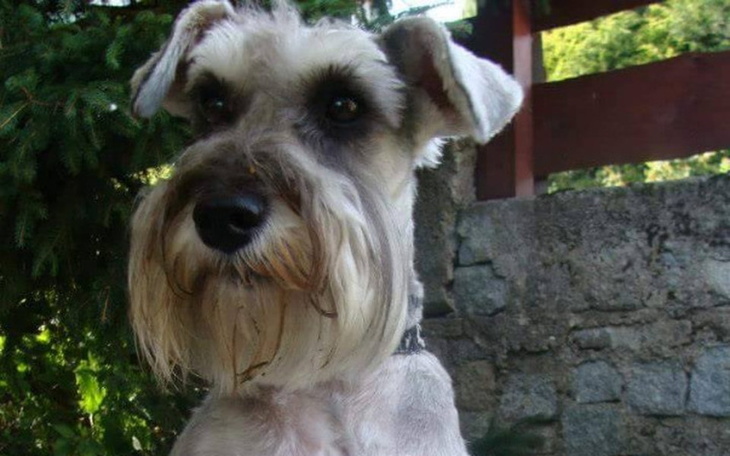 Zbiórka Operacja guzów Tiny - zdjęcie główne