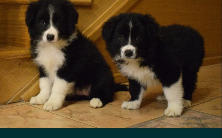 Zbiórka Zbieram na psa border collie - zdjęcie główne