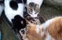 Zbiórka Na kastrację kotków z Cisówki - miniaturka zdjęcia