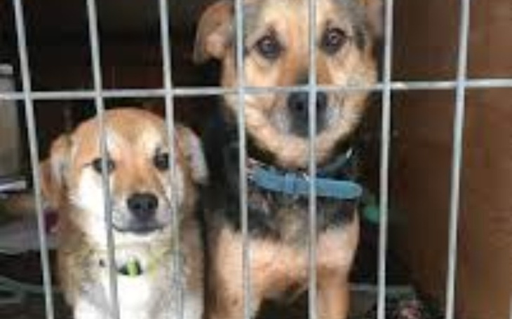 Zbiórka Błagam pomóż.. - zdjęcie główne